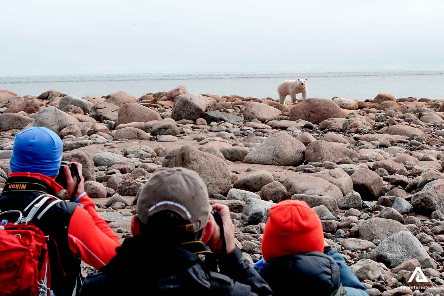 spotting canadian wildlife at a shore