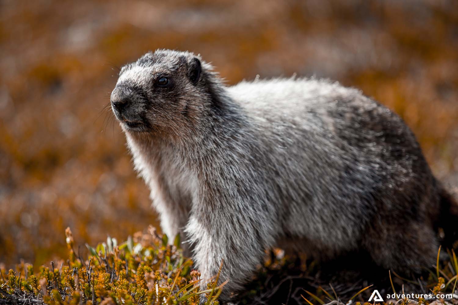 Beaver in the forest