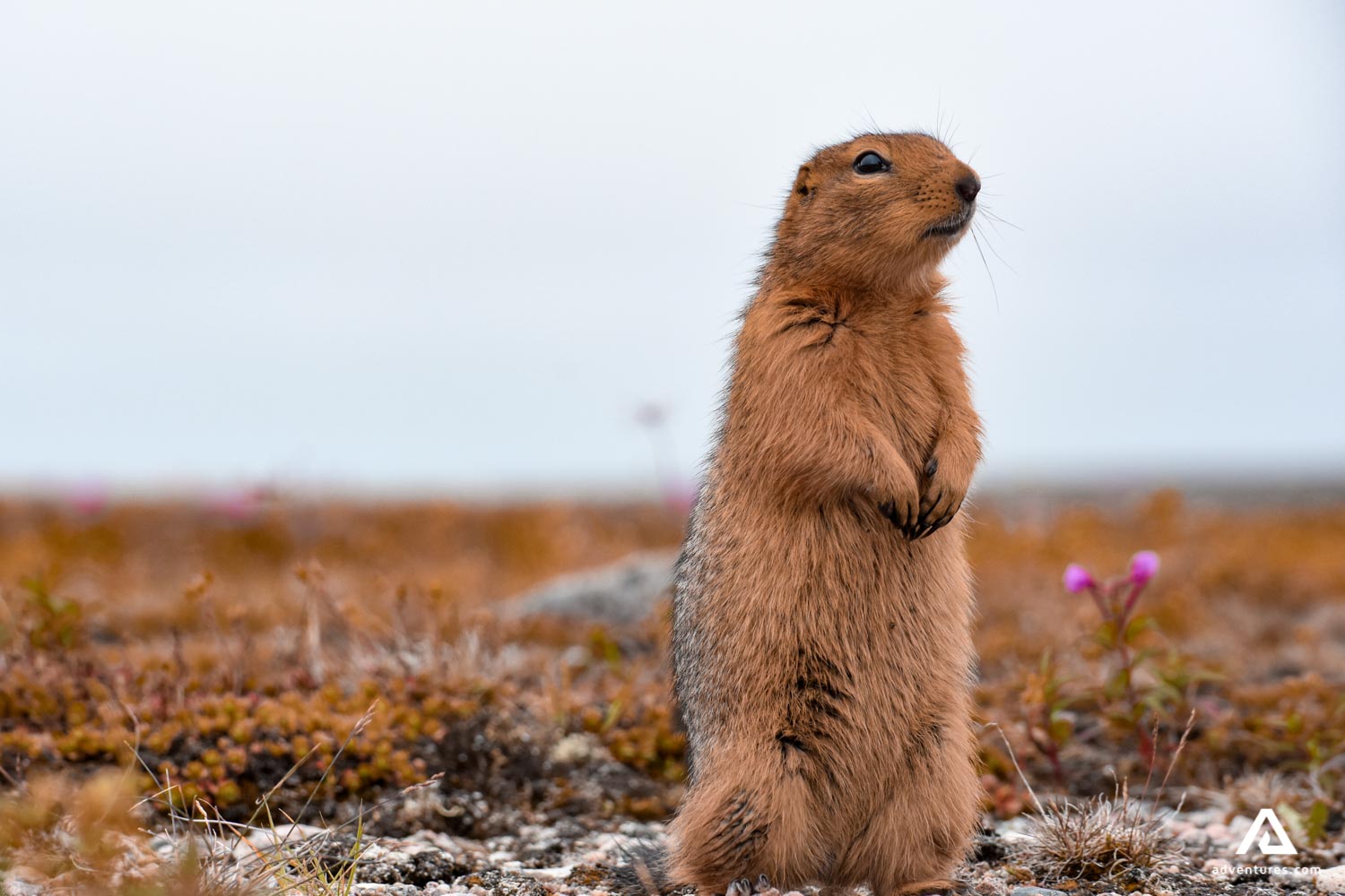 standing beaver looking around