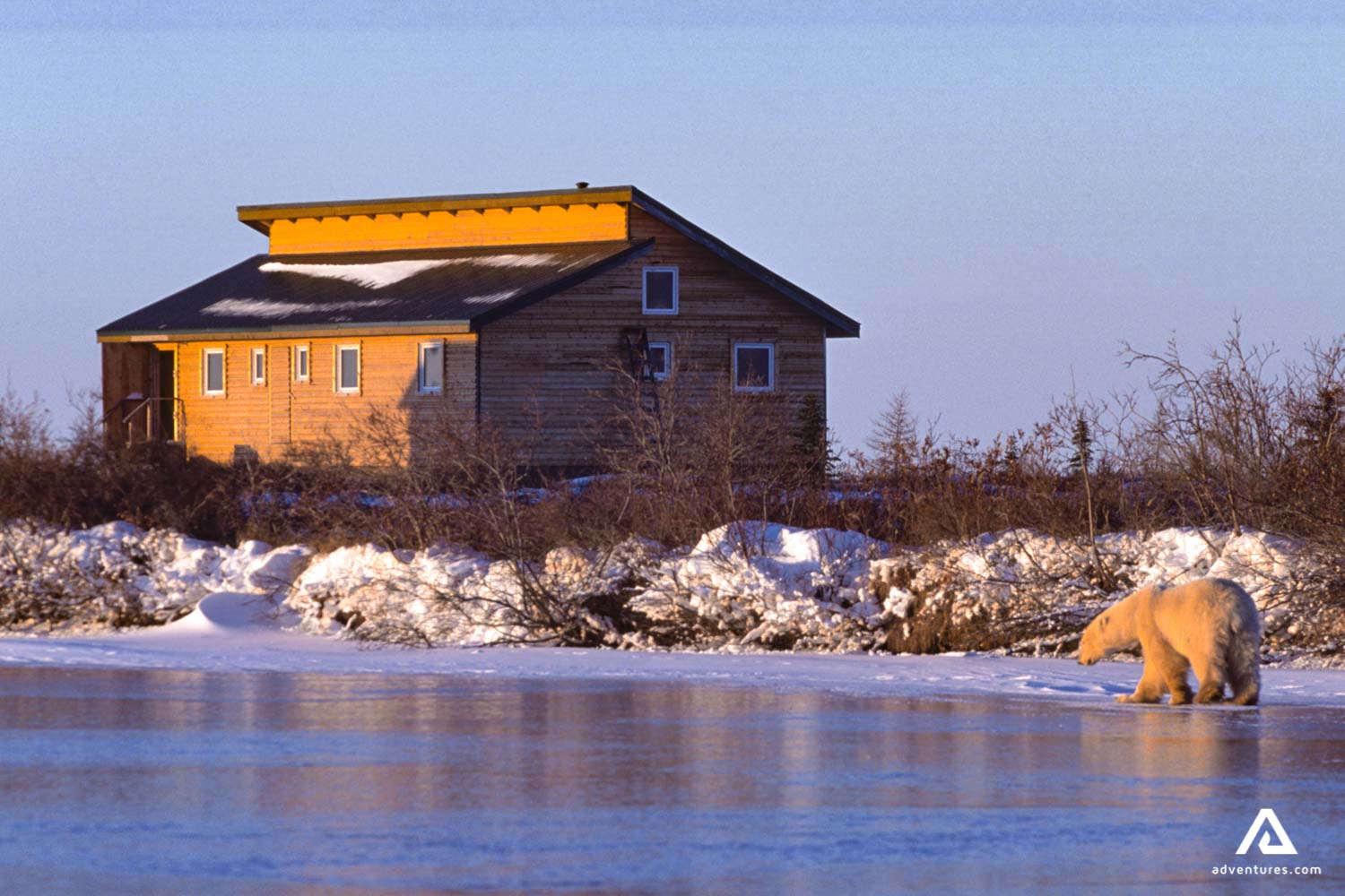 polar bear on a frozen lake in manitoba