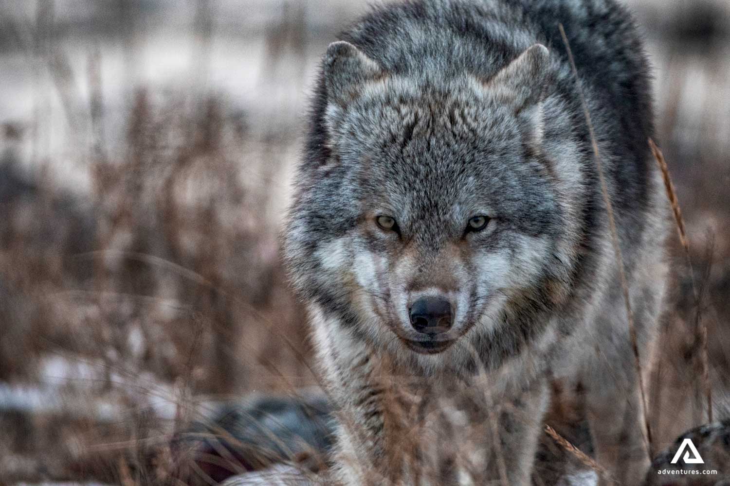 angry wolf walking in manitoba