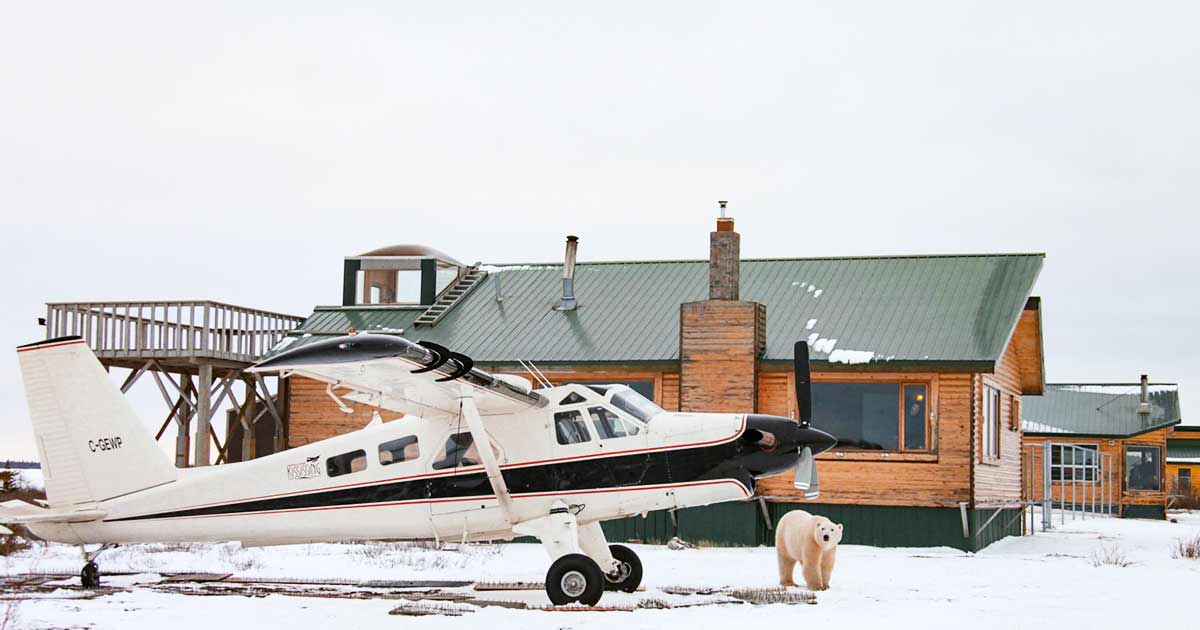 Polar Bear & Wildlife Viewing at Arctic Safari Tour | Adventures.com