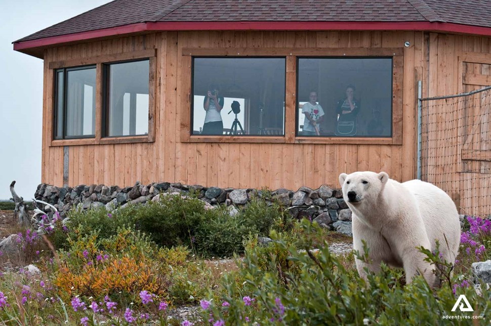 polar bear in hudson bay in summer