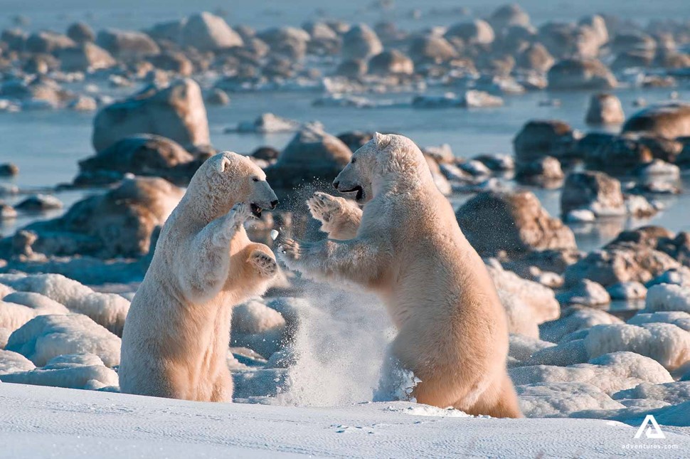 two polar bears in canada