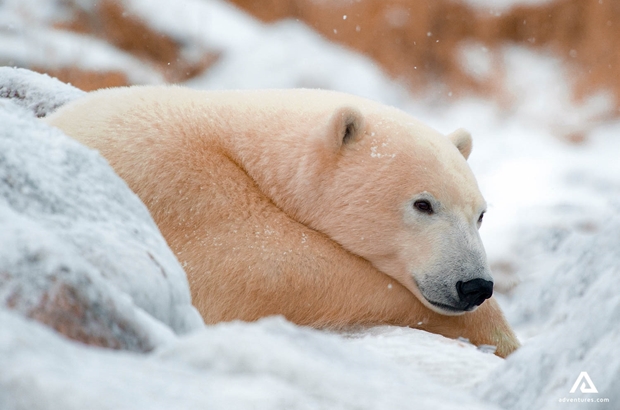sleeping polar bear in canada