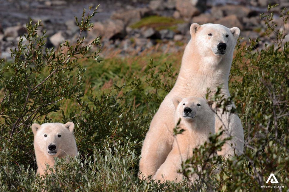 three polar bears behind bushes in canada