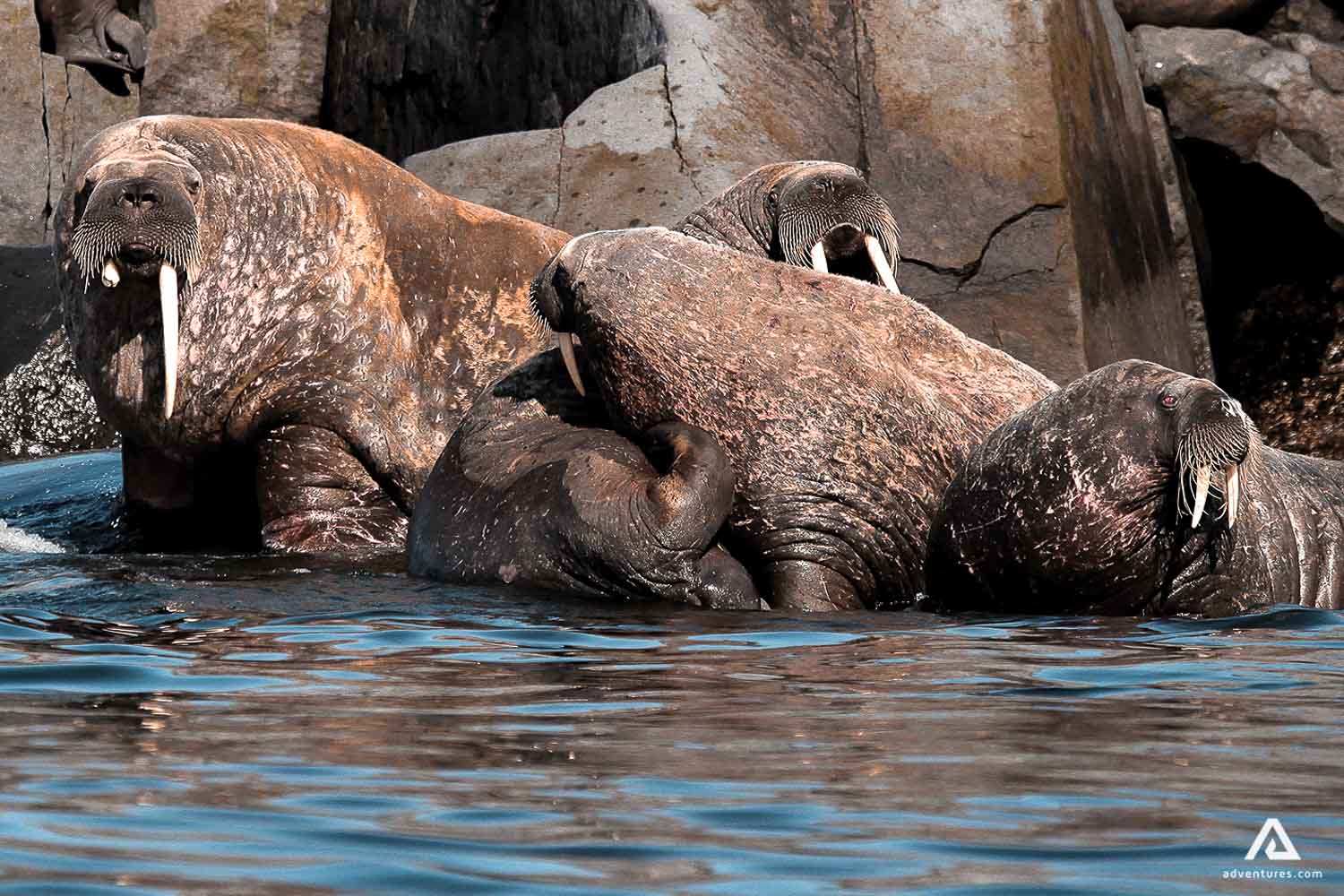 walruses in canada near sea