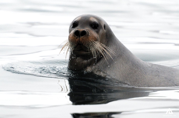 closeup of a sea lion in the water