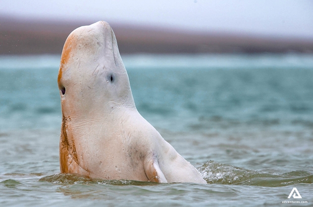 breaching white beluga whale in somerset island