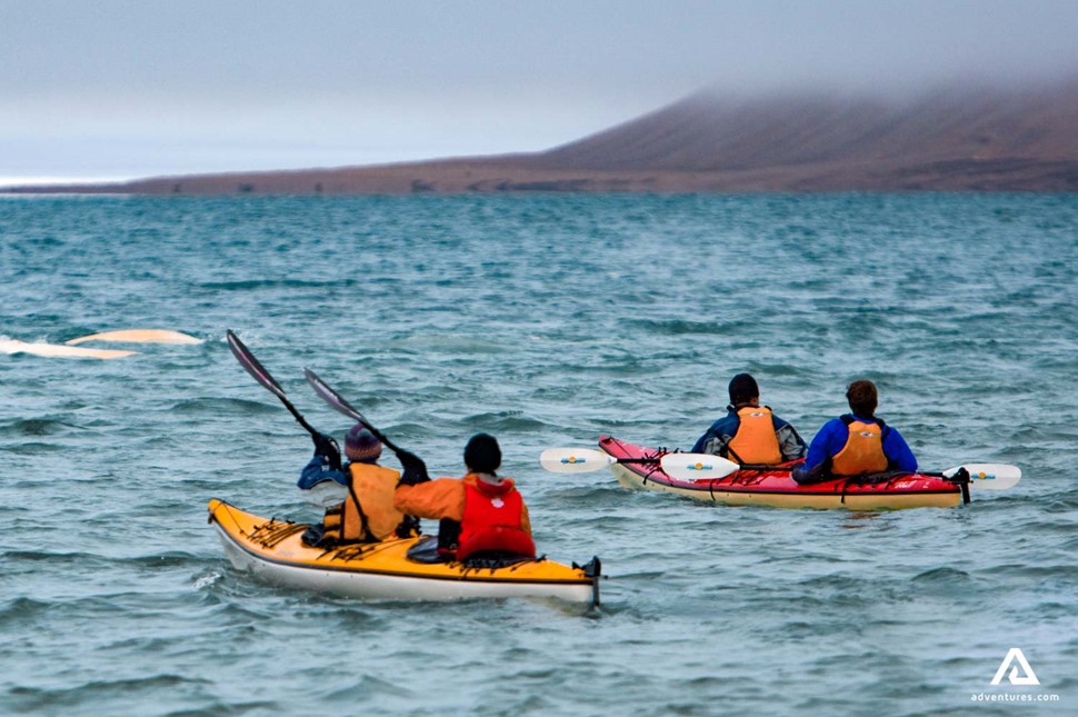 kayakers spotting beluga whales in nunavut