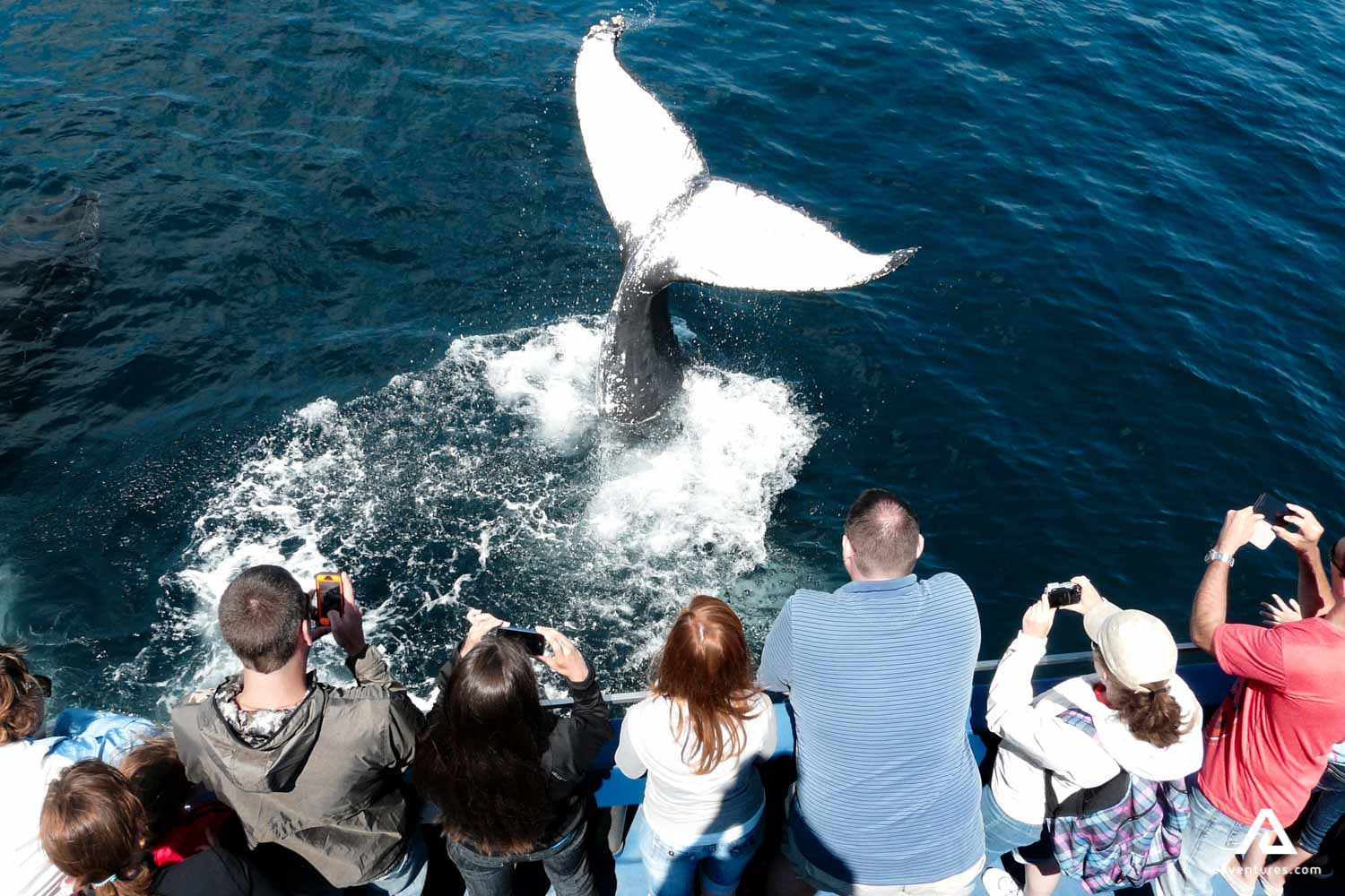humpback whale tail breaching near people