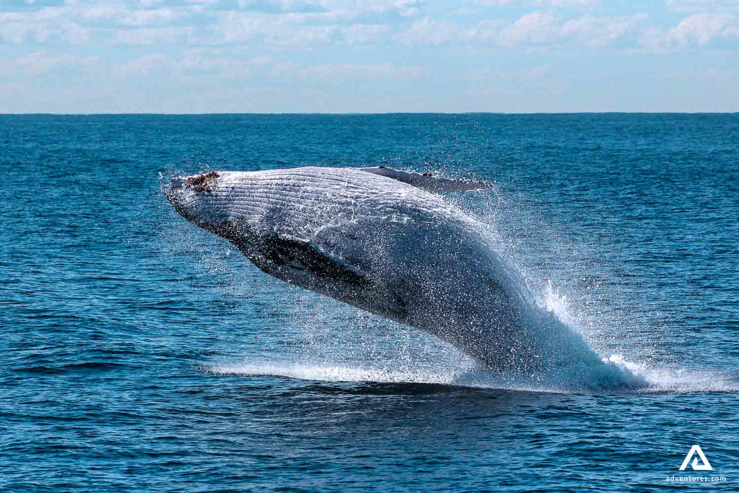 whale jumping up high above water
