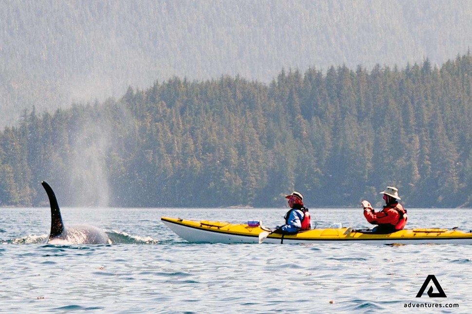 kayaking and whale watching in canada