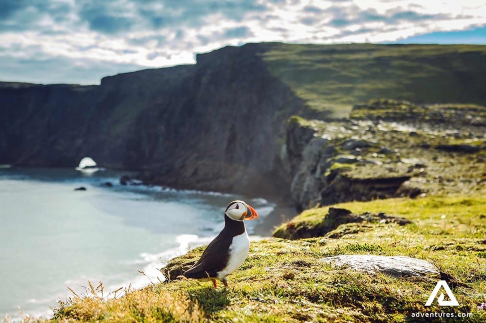puffin standing near a steep cliff in westfjords