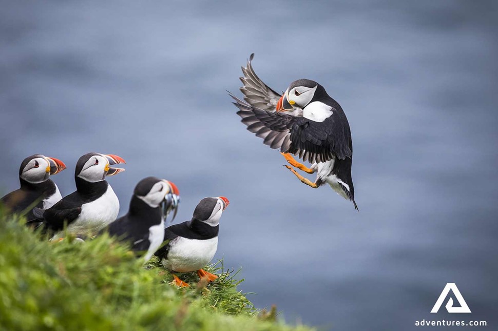 puffin landing near other birds on a cliff