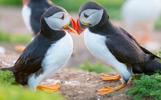 Puffins in Iceland: A Complete Guide 
