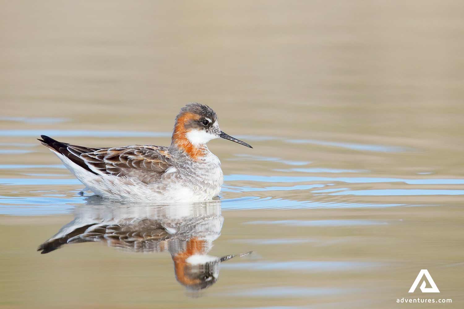 Red Necked Phalarope bird in iceland