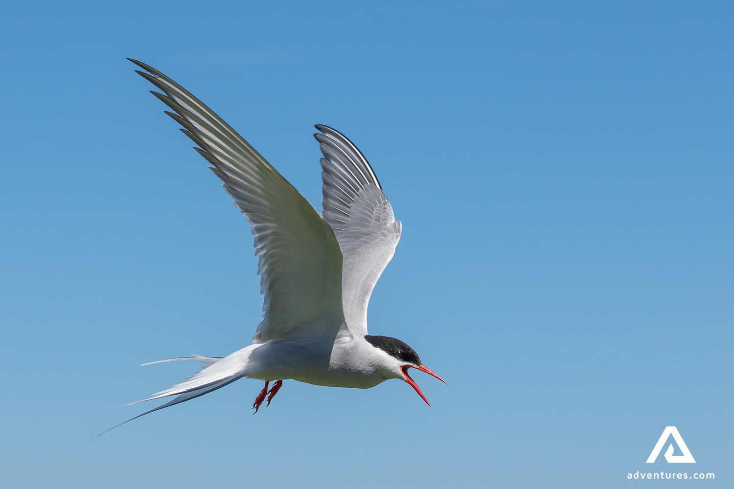 angry arctic tern or kria flying in iceland