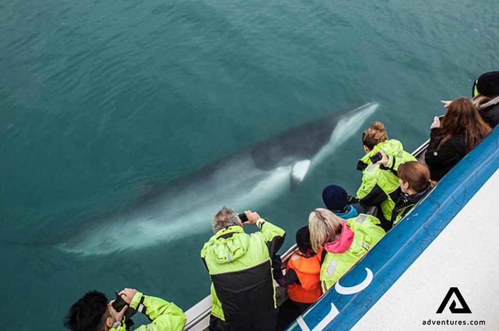 a small whale breaching near a boat in iceland