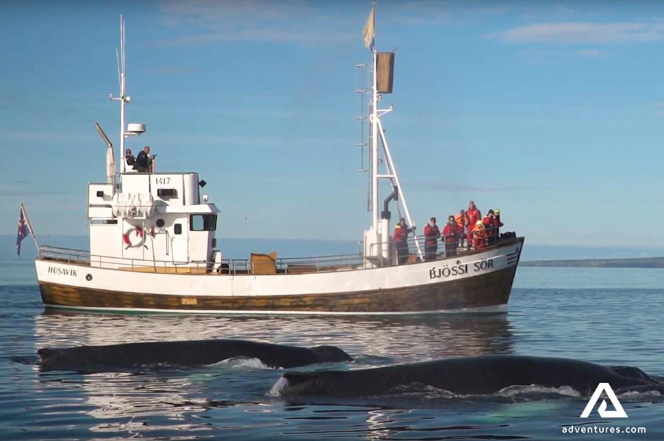 whale watching boat in husavik in north iceland