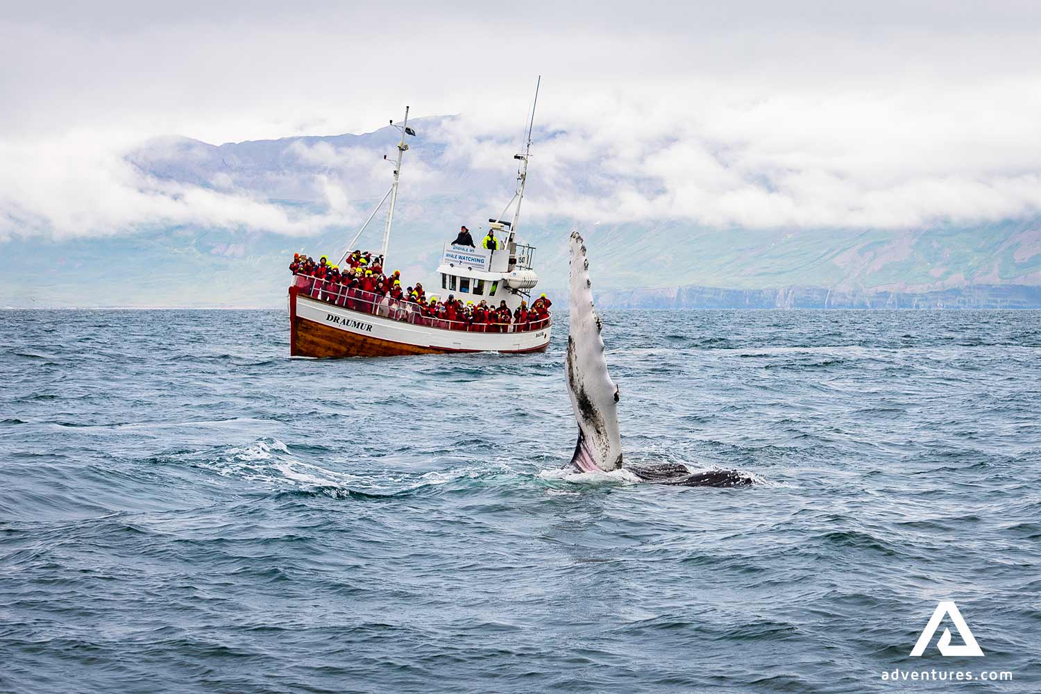 whale breaching near a boat in Dalvik