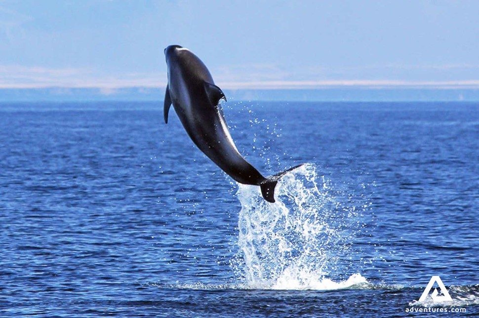 dolphin jumping above water near Dalvik