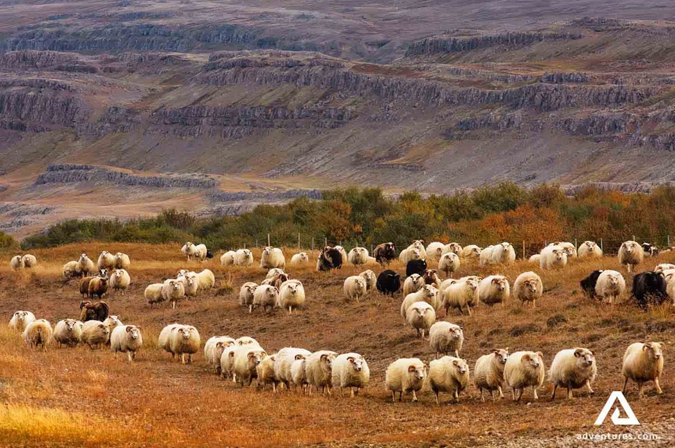 sheep gathering in autumn in iceland