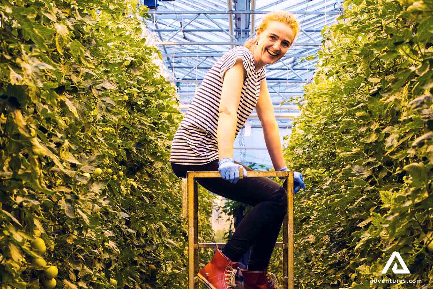 happy woman picking tomatoes in fridheimar