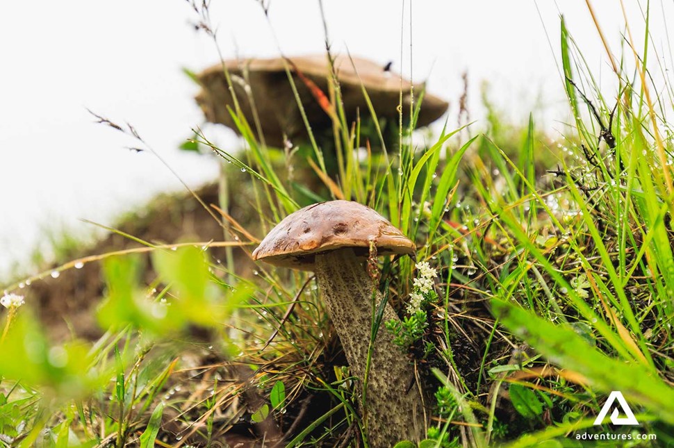 mushrooms in iceland