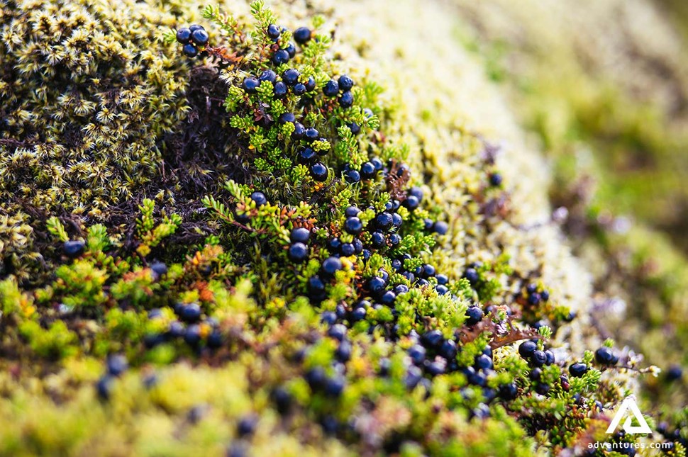 growing icelandic berries in moss