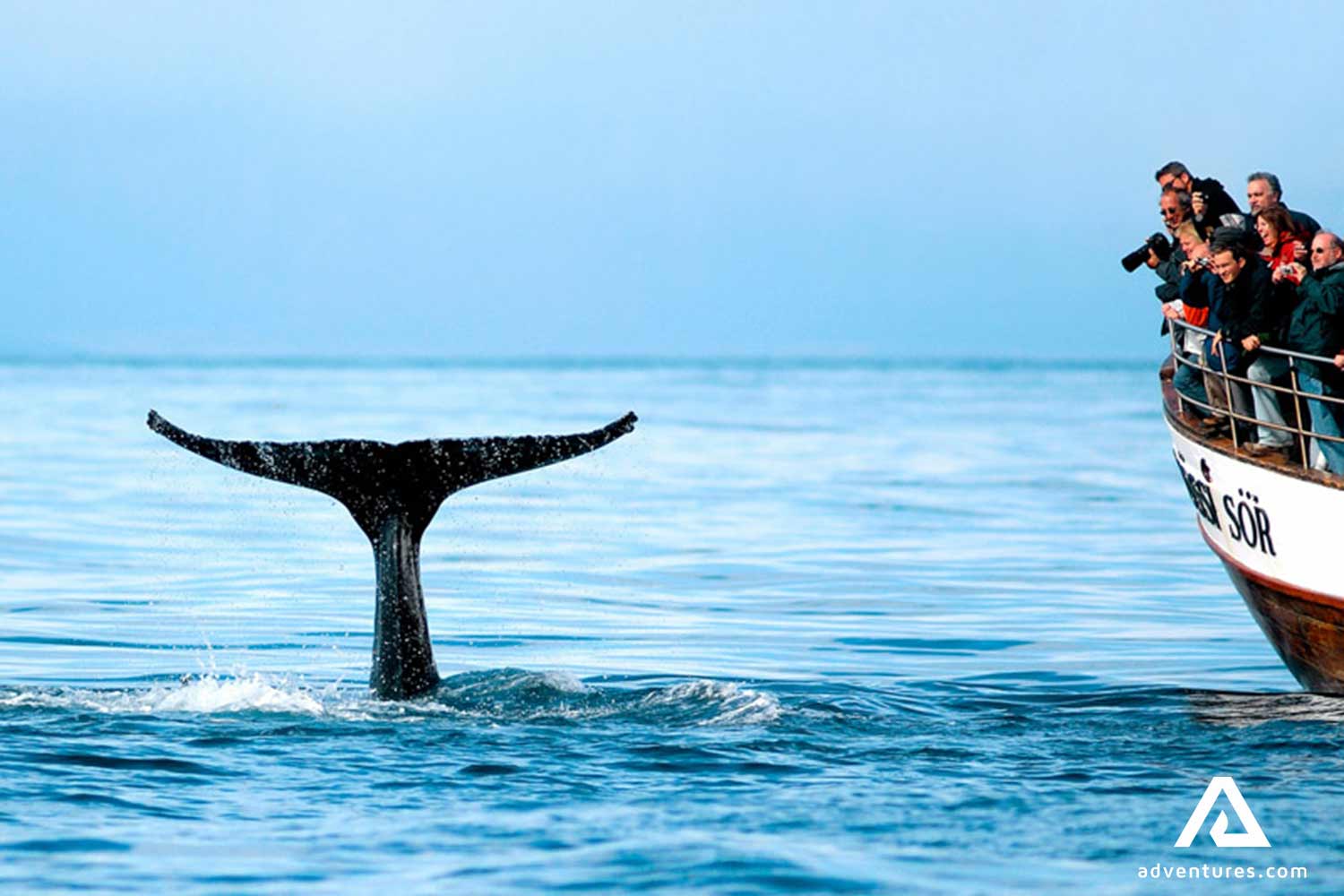 a whale breaching with tail in iceland near a boat