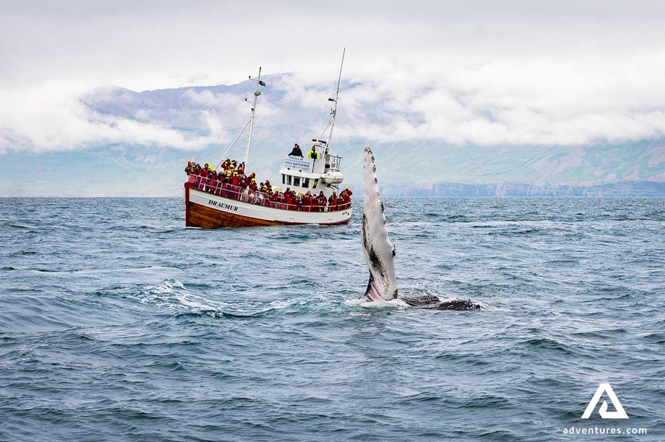 whale side breaching near a boat in akureyri