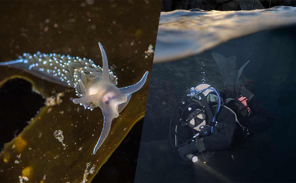 Ozean Tauchtour - Reykjanes Halbinsel