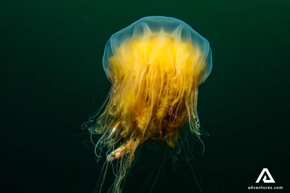 jellyfish in iceland