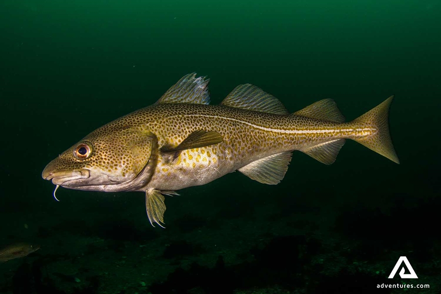 cod fish in north iceland