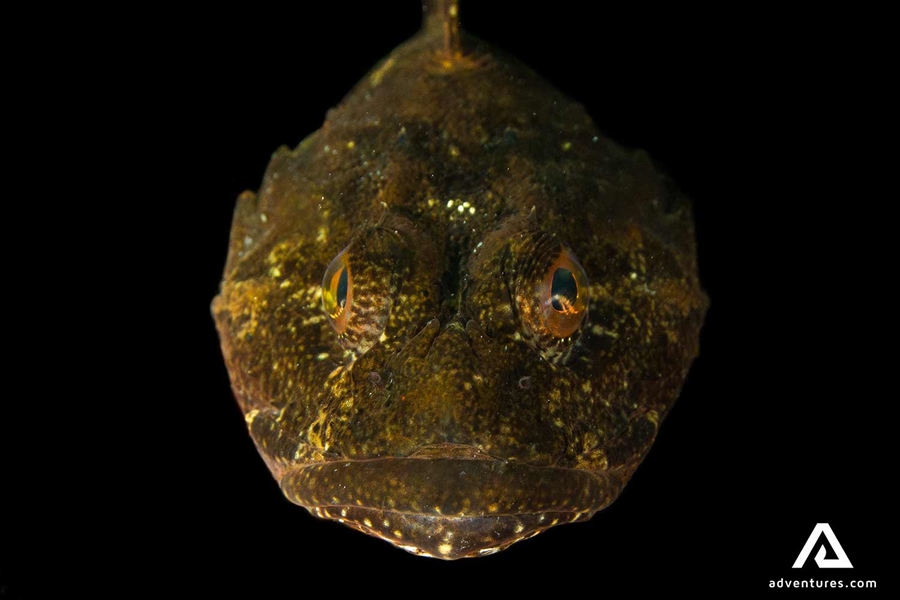 big brown fish close-up