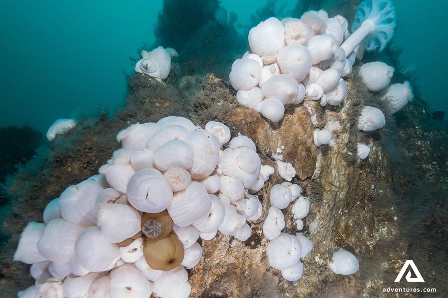 ocean mushroom plants in iceland