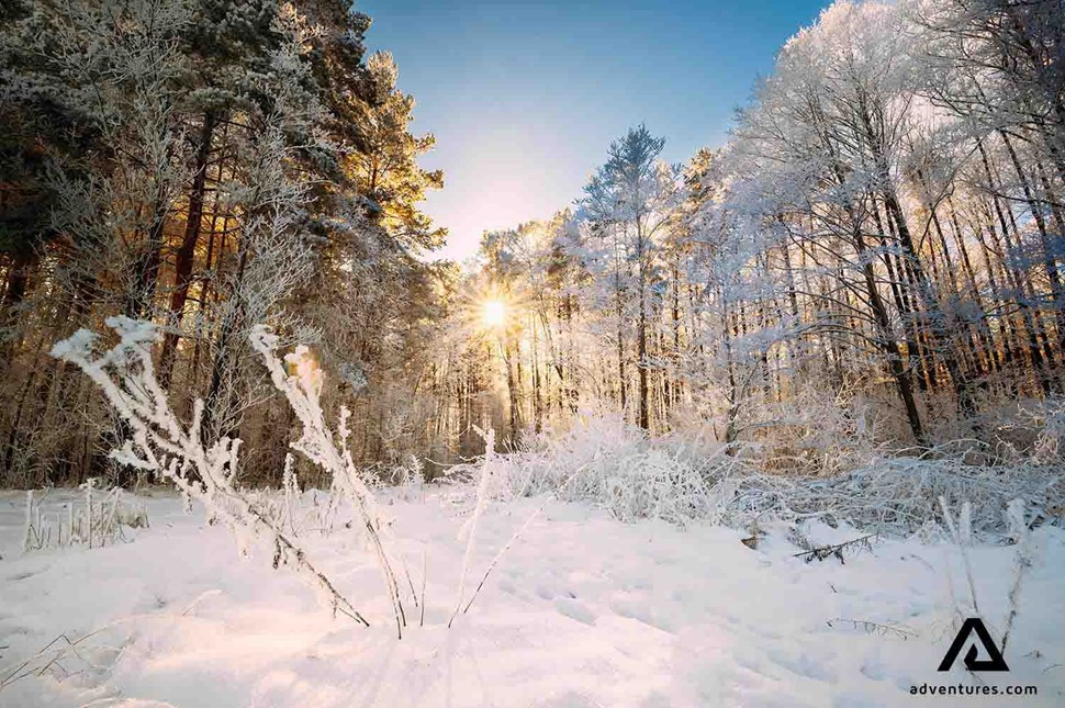 snowy winter forest in Lithuania at sunrise