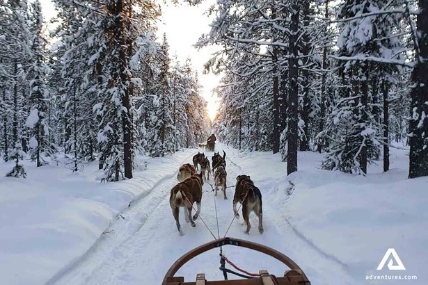 dogs pulling a sledge in a forest in sweden