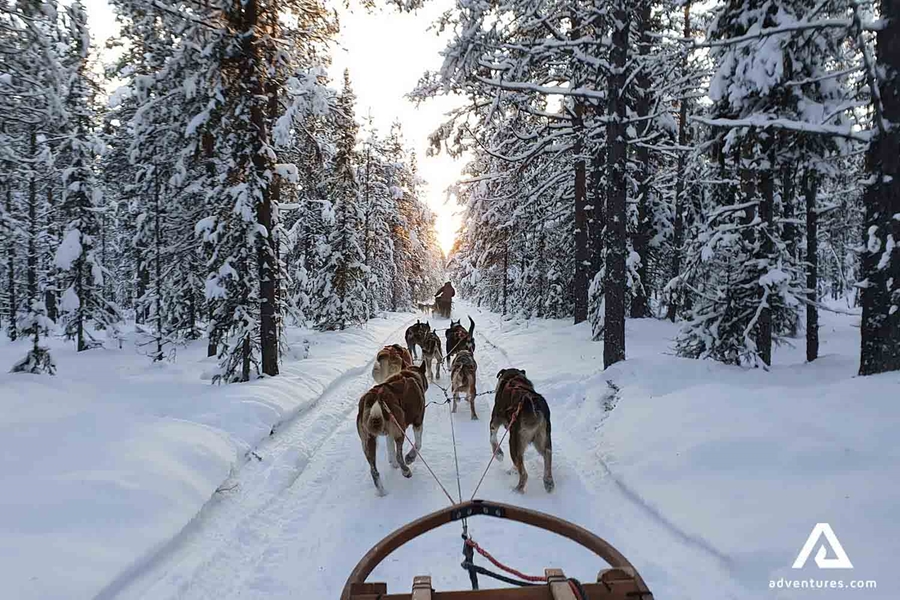 dogs pulling a sledge in a forest