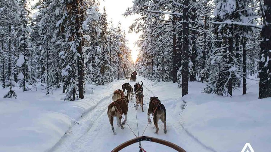 dogs pulling a sledge in a forest