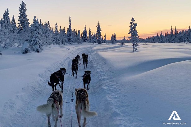 snow dogs at sunset in sweden