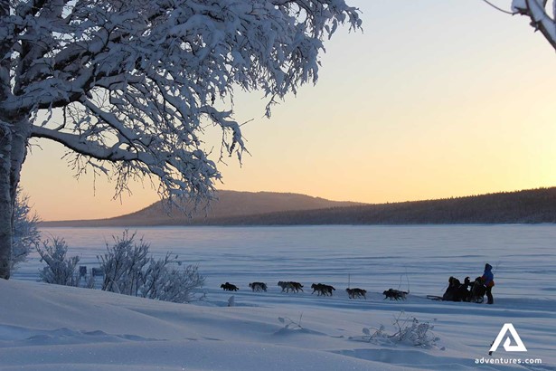 dog sledding in lapland sweden at sunset