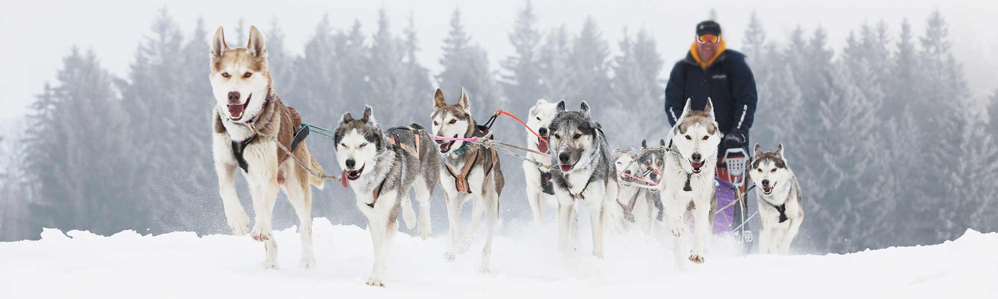Is Dog Sledding Cruel