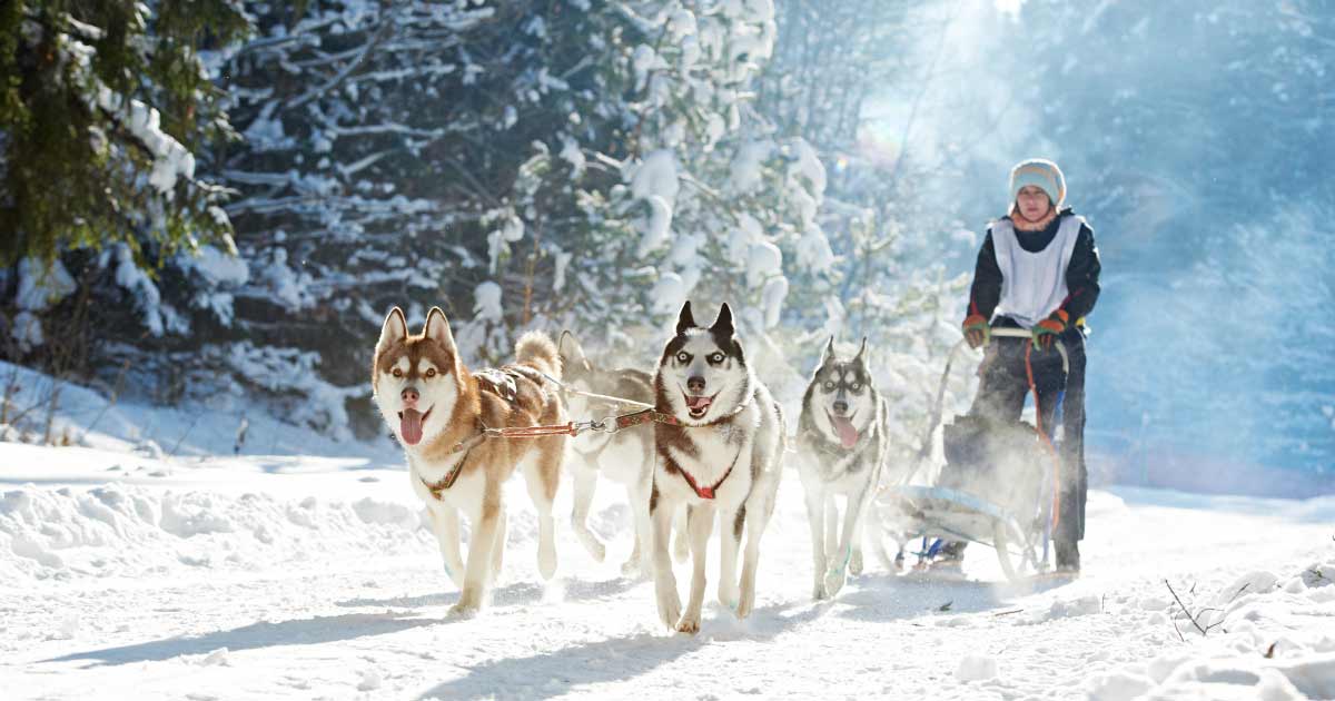 Dog Sledding Tours in Sweden