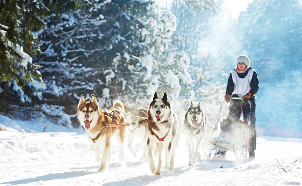Dog Sledding Tours