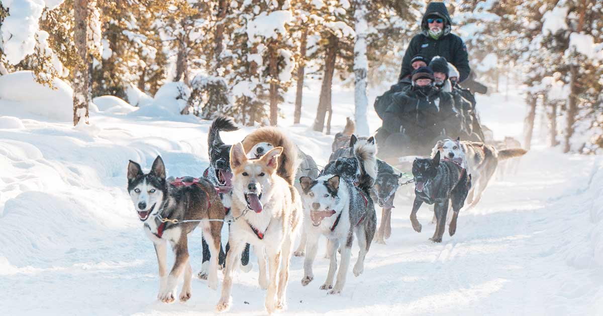 Lapland Morning Dog Sledding Trip