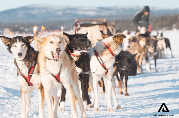 excited snow dogs waiting in lapland