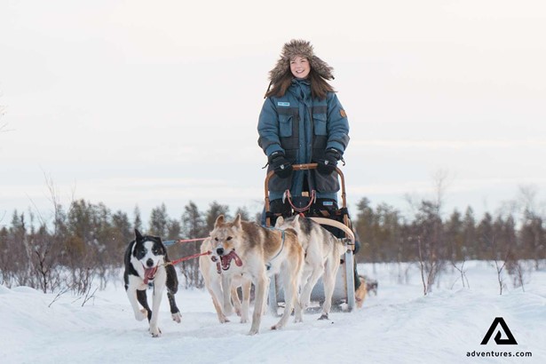 happy woman dogsledding in sweden