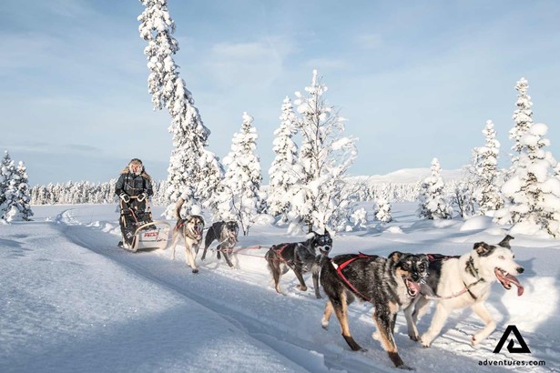 happy group of dogs pulling a sledge in sweden